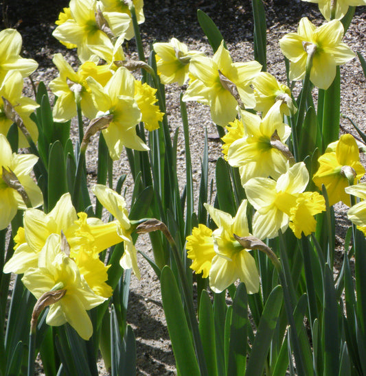 DAFFODIL Best Seller 12/14cm by count - 10 Bulbs