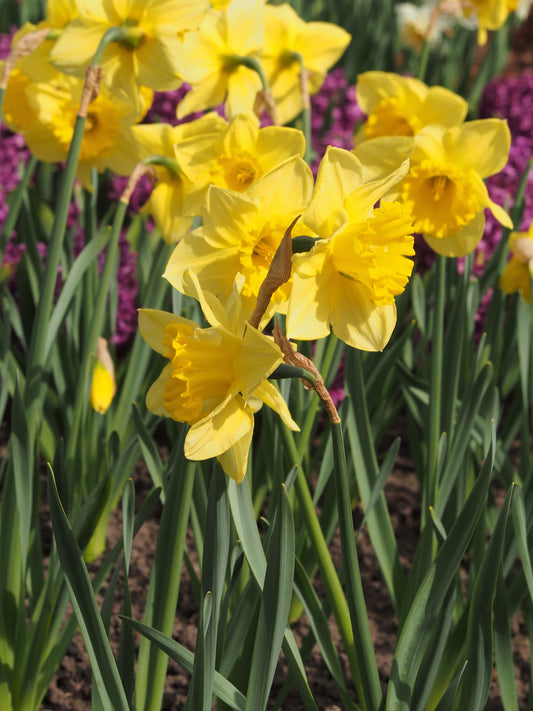 DAFFODIL Carlton 12/14cm by count - 10 Bulbs
