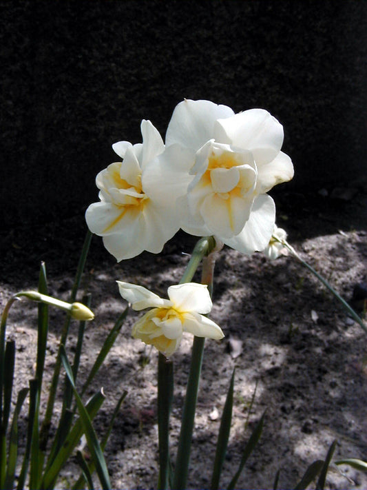 DAFFODIL Cheerfulness 12/14cm by count - 10 Bulbs