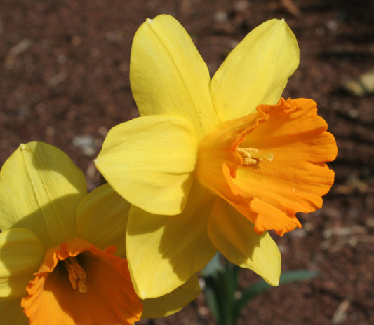DAFFODIL Fortune 10/12cm by count - 10 Bulbs