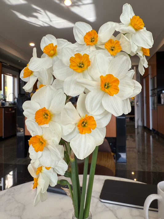 DAFFODIL Geranium 12/14cm by count - 10 Bulbs