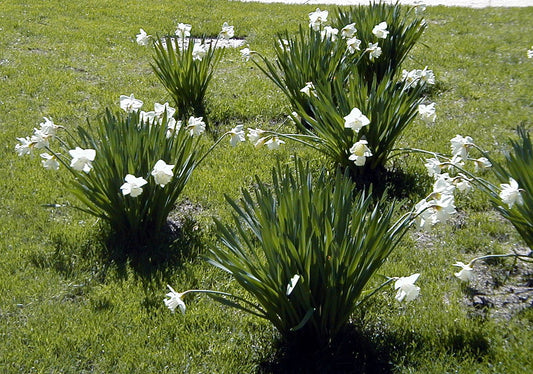 DAFFODIL Mount Hood 12/14cm by count - 10 Bulbs