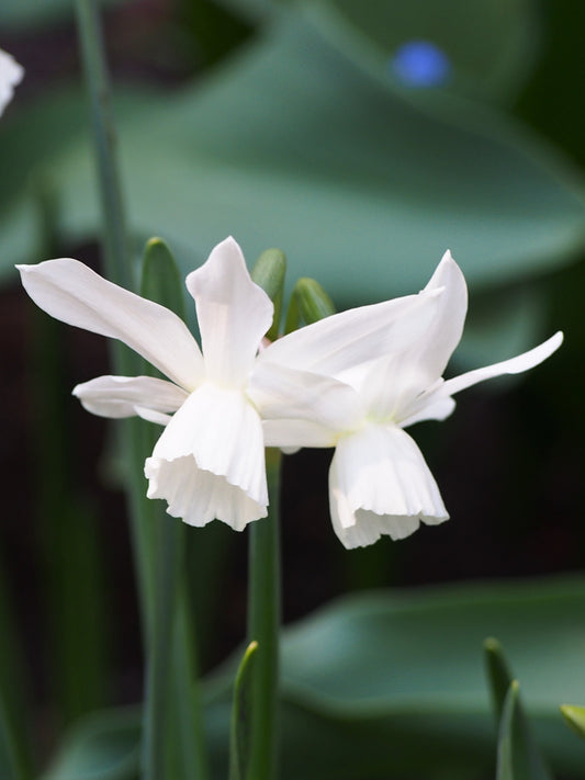 Min DAFFODIL Pueblo 8/10cm - 10 Bulbs