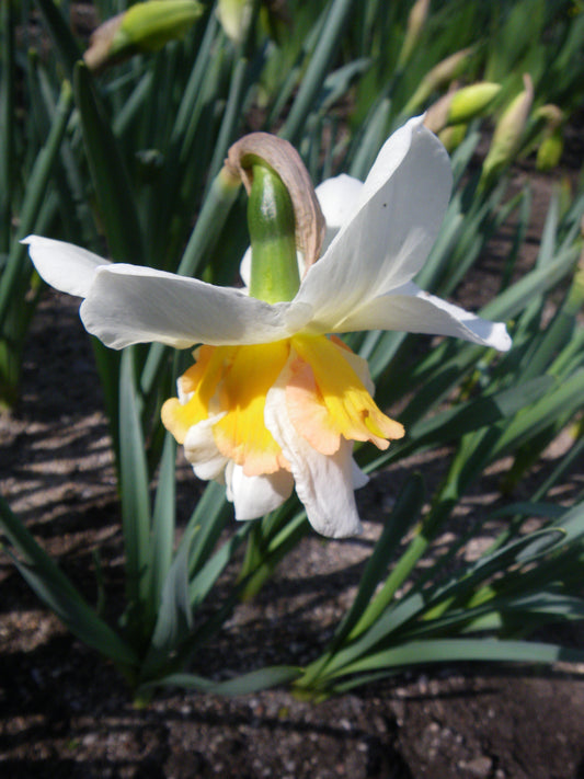 DAFFODIL Replete 12/14cm by count - 10 Bulbs