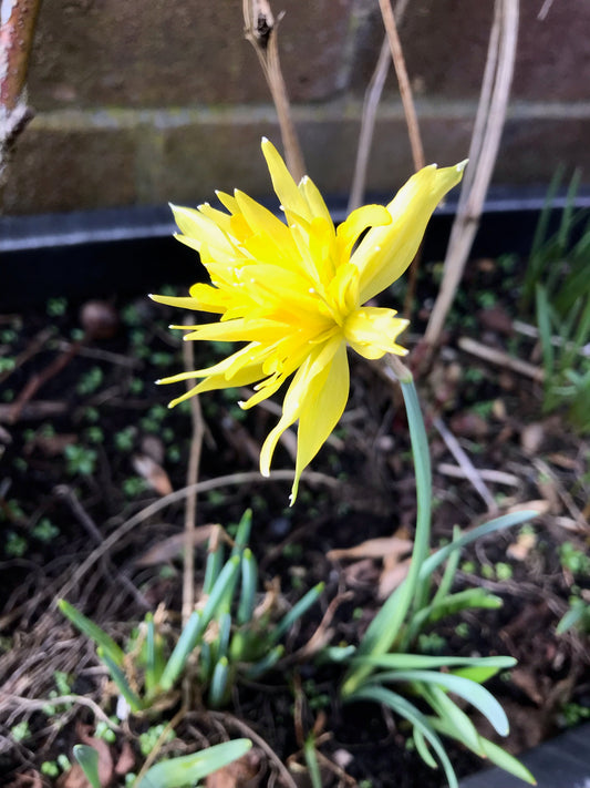 Min DAFFODIL Rip van Winkle 8/10cm - 10 Bulbs