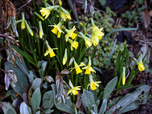 Min DAFFODIL Tete-a-Tete 8/10cm - 10 Bulbs