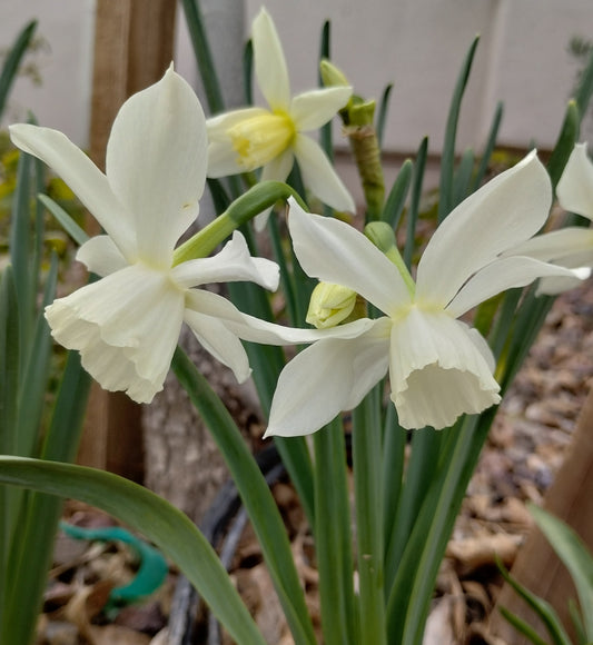 Min DAFFODIL Thalia 8/10cm - 10 Bulbs