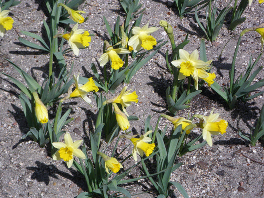 Min DAFFODIL Topolino 8/10cm - 10 Bulbs