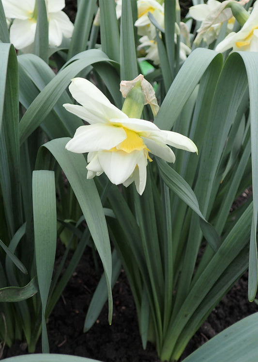 DAFFODIL White Lion 12/14cm by count - 10 Bulbs