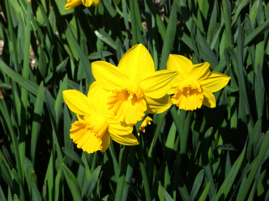 DAFFODIL California 10/12cm by count - 10 Bulbs