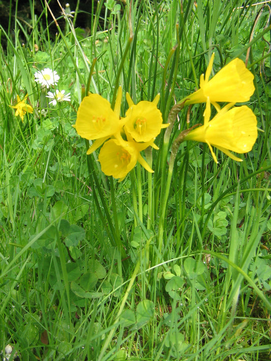 Min DAFFODIL bulbocodium Golden Bells 5/7cm - 10 Bulbs