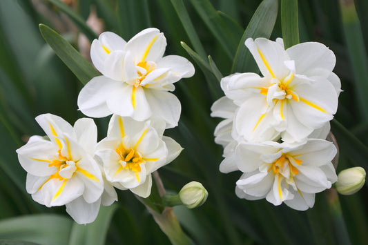 DAFFODIL Sir Winston Churchill 12/14cm by count - 10 Bulbs