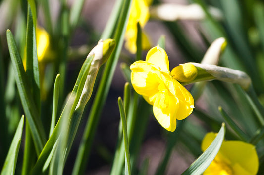 Min DAFFODIL Sun Disc 8/10cm - 10 Bulbs