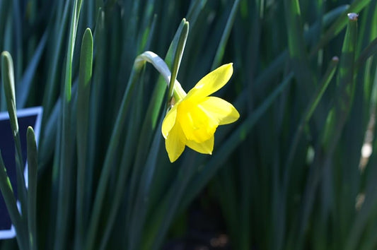 Min DAFFODIL Sweetness 8/10cm - 10 Bulbs