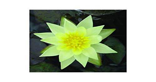 Pygmaea Helvola Water Lily - Pond Plants - DW09