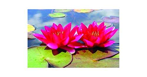 Xue Fei water lily - pond plants - DW11