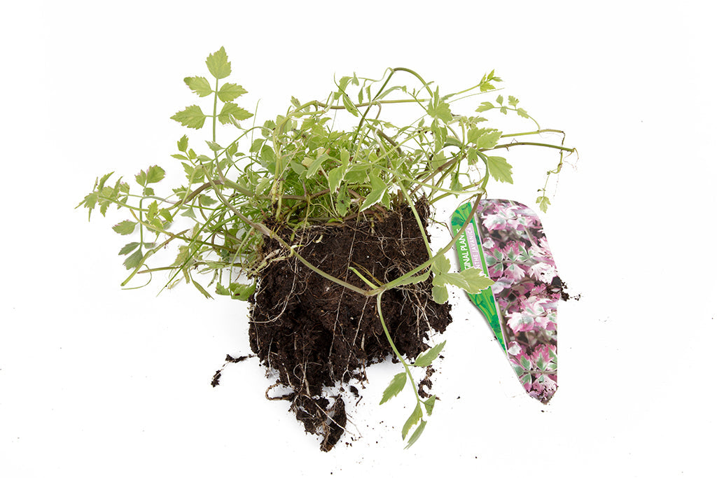 Oenanthe javanica ‘Flamingo’ - Marginal Pond Plants - MBP088