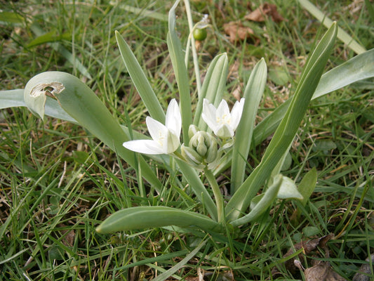 ORNITHOGALUM balansae 5/6cm - 10 Bulbs