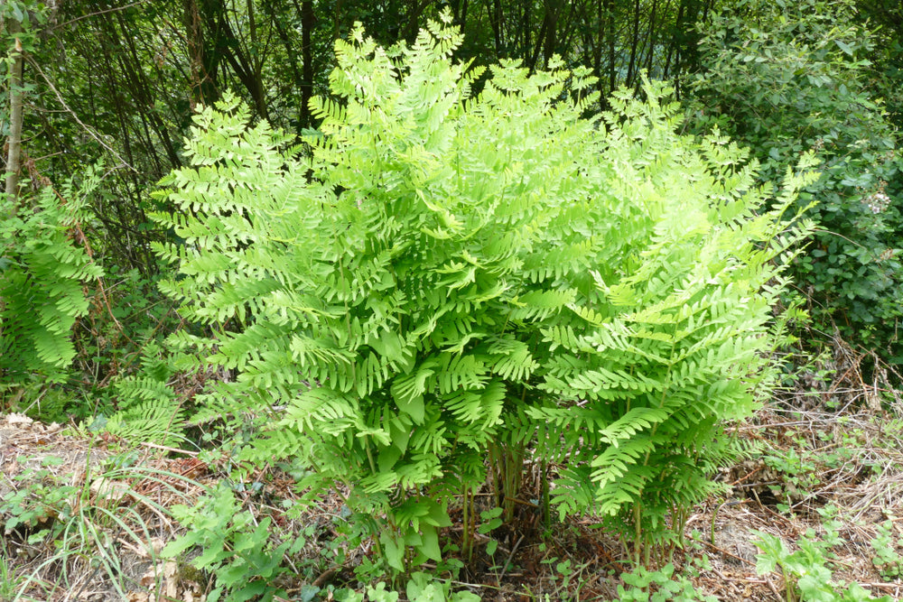 Osmunda regalis - Royal fern - BP080A Packs