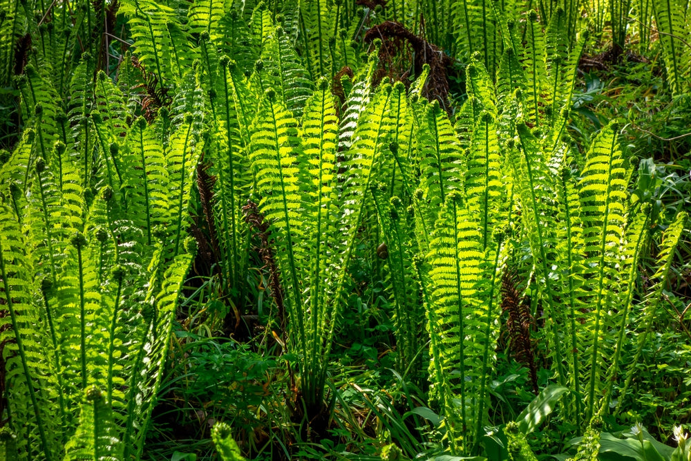 Osmunda regalis - Royal fern - BP080A Packs