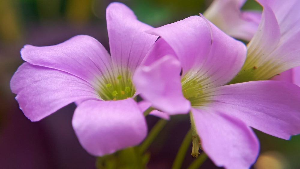 Oxalis Corymbosa - BP091 Packs
