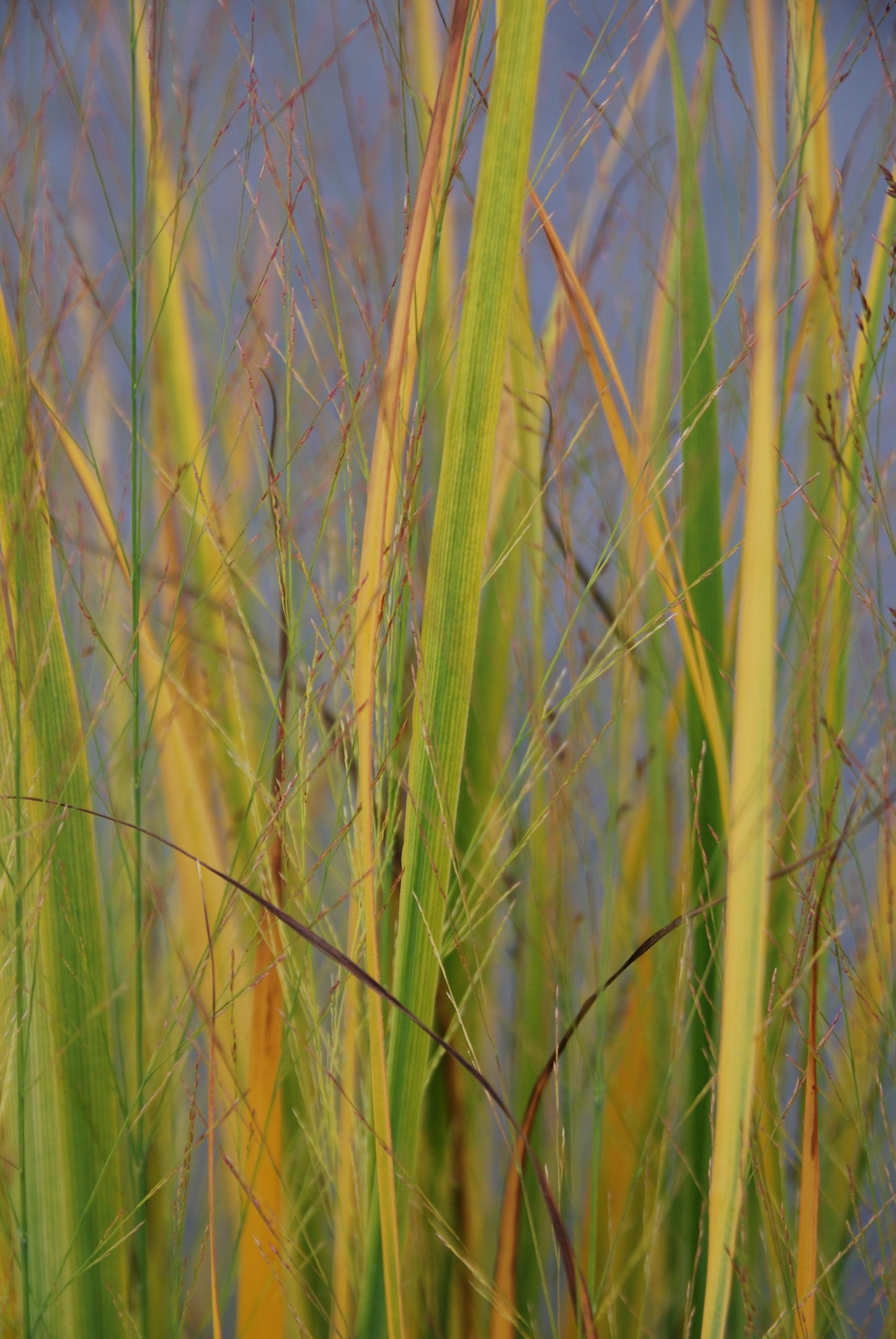 Panicum virigatum Northwind 9cm / 2L / 12L