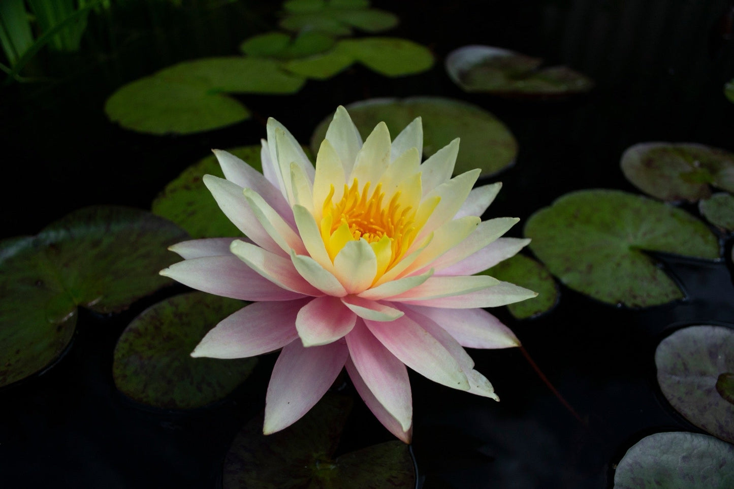 Peach & Cream water lily - pond plants - LW20