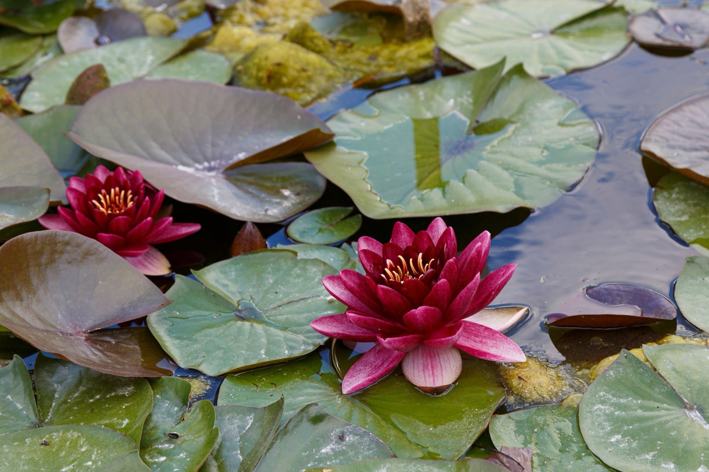 Perrys Almost Black water lily - pond plants - SW06