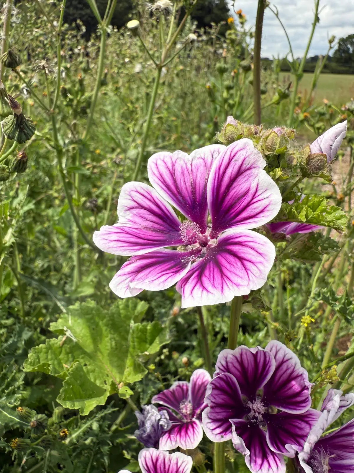 Malva Zebrina