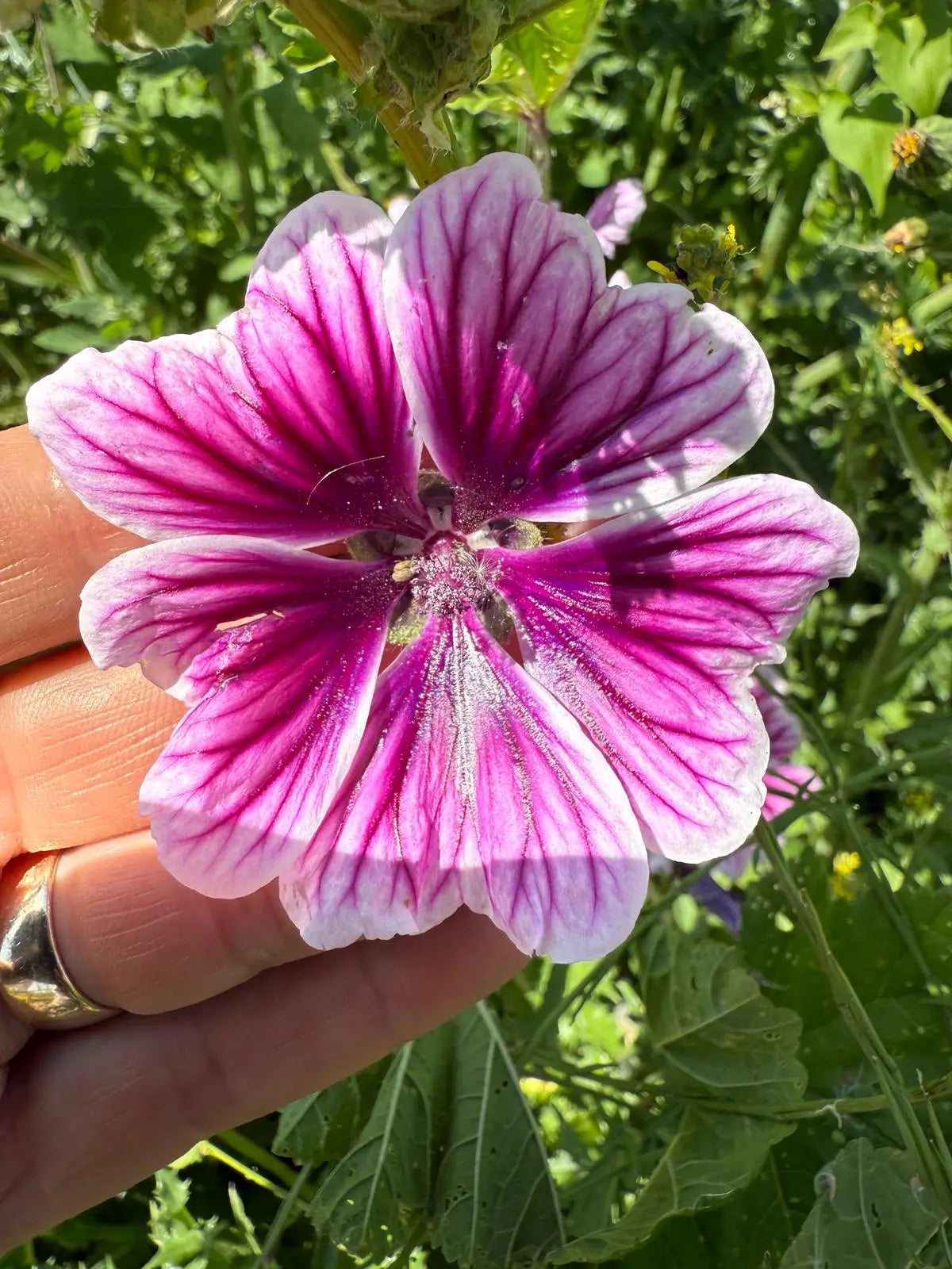 Malva Zebrina