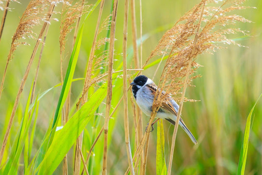 Phragmites australis (Norfolk reed) - MP091 Packs