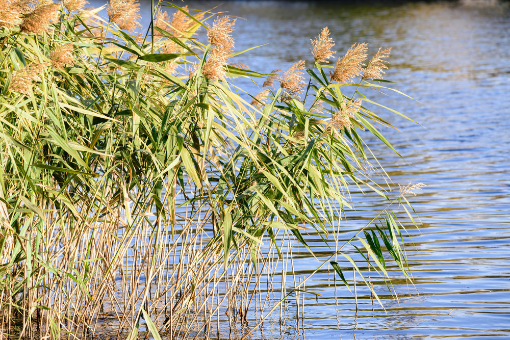 Phragmites australis (Norfolk reed) - Marginal Pond Plants - MP091
