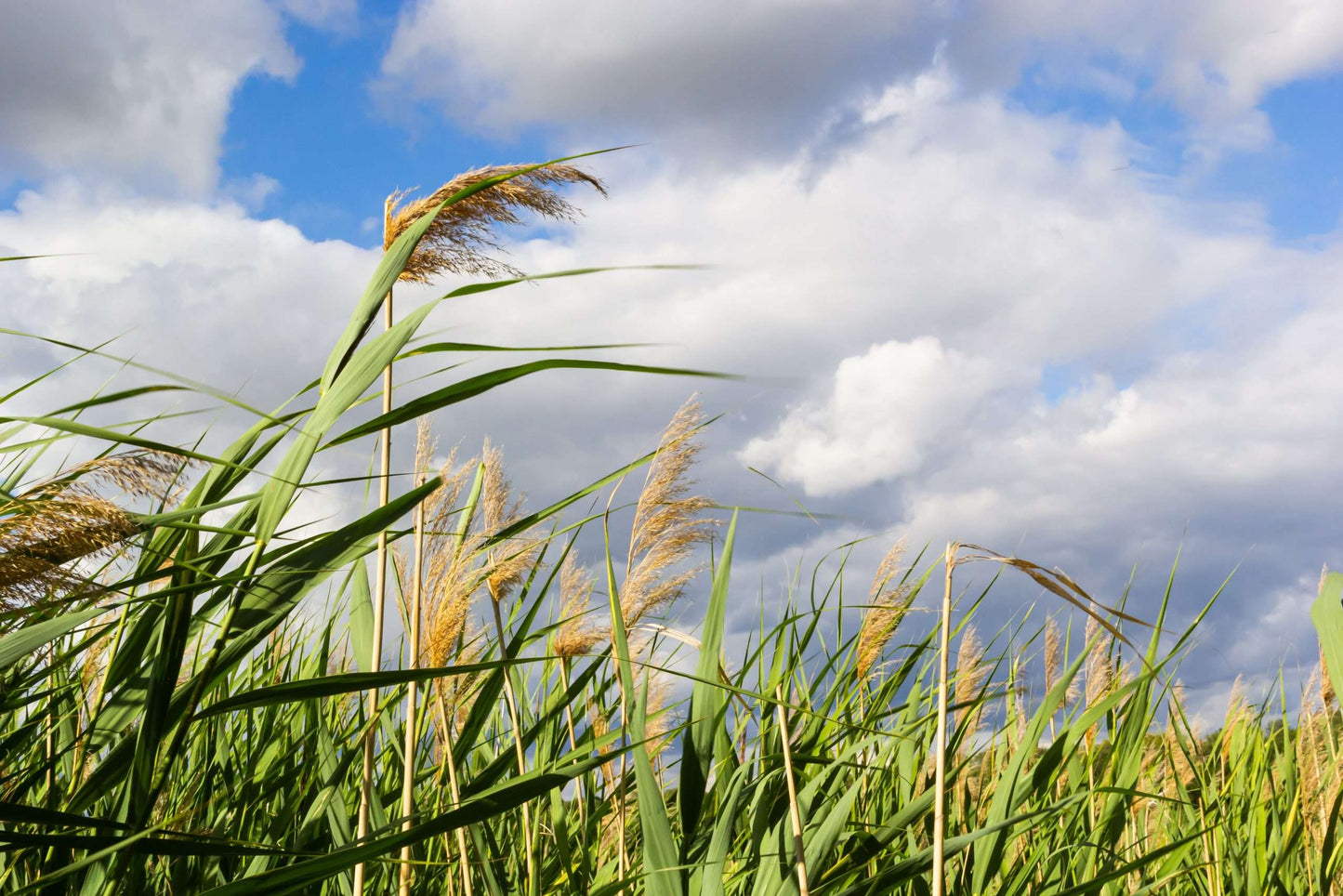 Phragmites australis (Norfolk reed) - Marginal Pond Plants - MP091