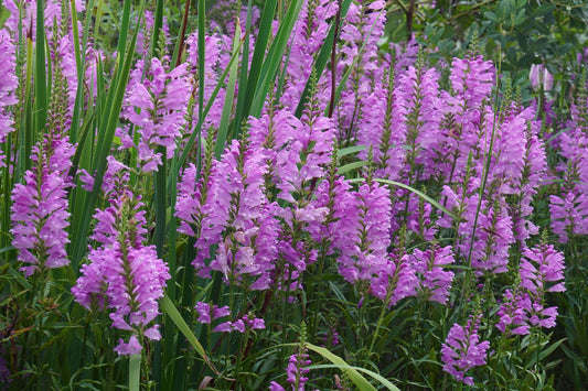 Physostegia virginiana (Obedient plant) - Marginal Pond Plants - MBP094