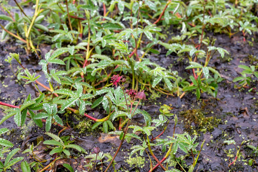 Potentilla palustris (Marsh cinquefoil) - Marginal Pond Plants - MP096
