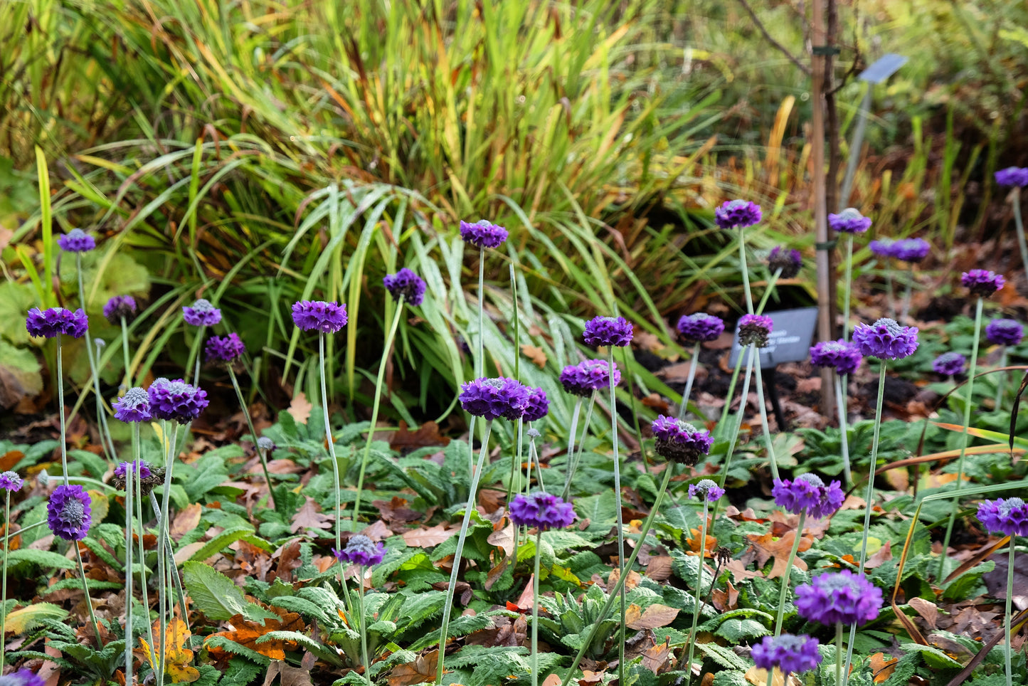 Primula capitata - BP095 Packs