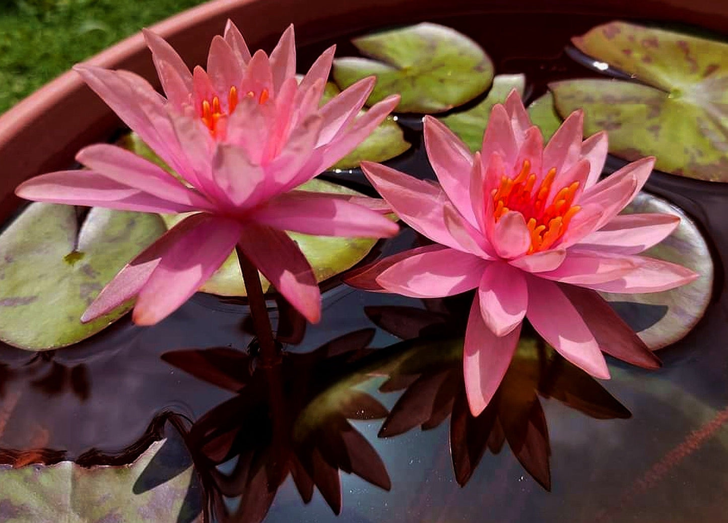 Princess Elizabeth water lily - pond plants - SW08