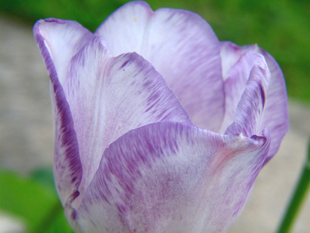 TULIP Shirley 10/11cm - 10 Bulbs