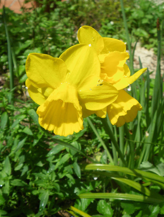 Min DAFFODIL Quail 8/10cm - 10 Bulbs