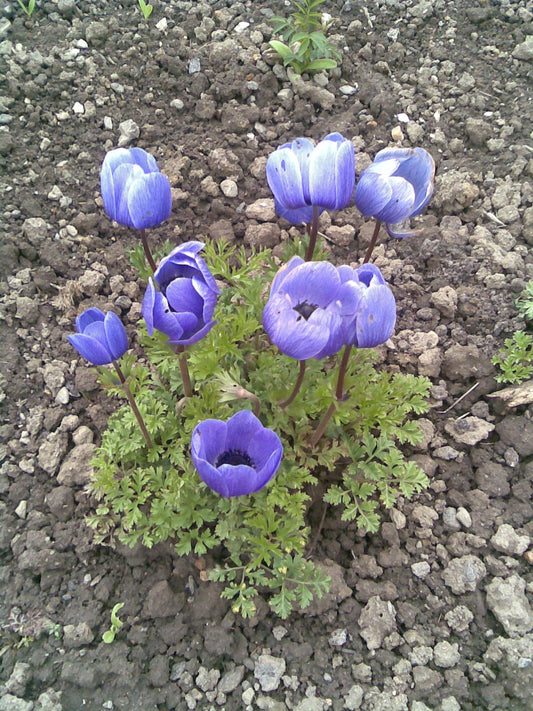 ANEMONE de Caen  mixed 5/6cm - 10 Bulbs
