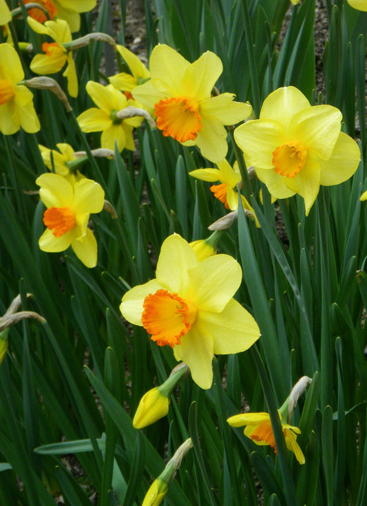DAFFODIL Red Devon 10/12cm by count - 10 Bulbs
