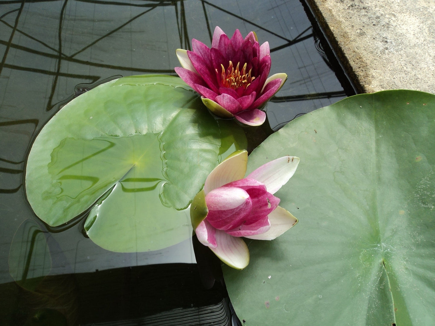 Rembrandt water lily - pond plants - MW22