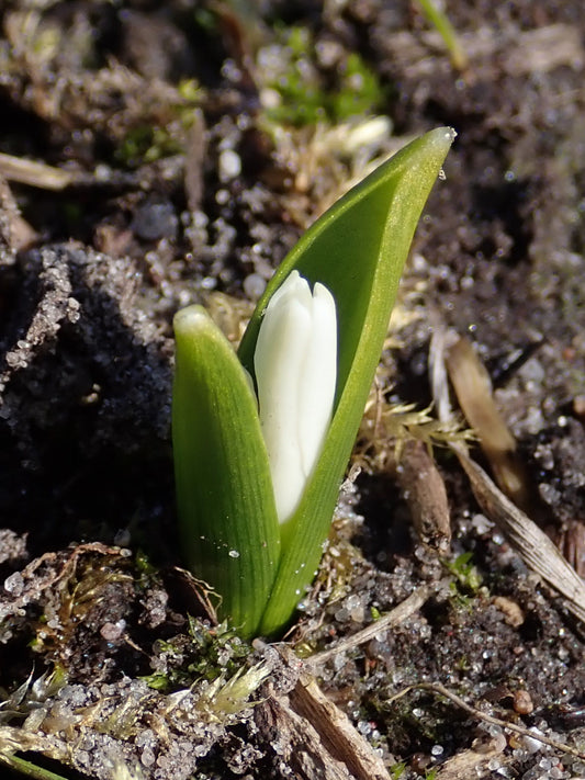 CHIONODOXA luciliae Alba 5/6cm - 10 Bulbs