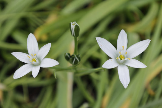 SCILLA siberica alba 6/7cm - 10 Bulbs