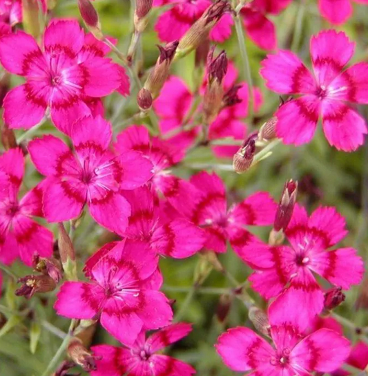 Dianthus deltoides 'Brilliant' - 9cm pot