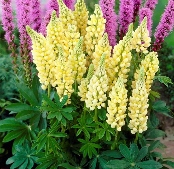 Lupinus Gallery Yellow - 9cm poy