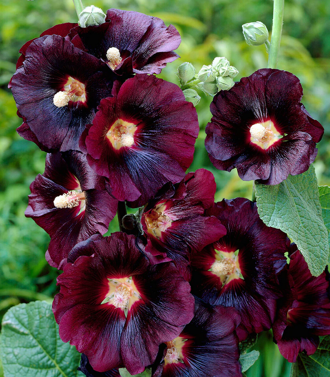 Alcea 'Nigra' - 9cm pot