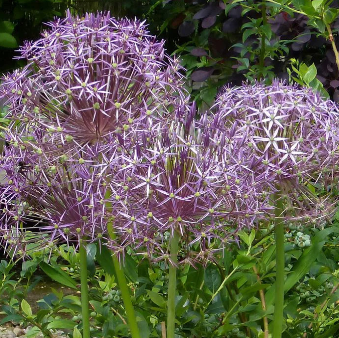 ALLIUM christophii - 9cm pot