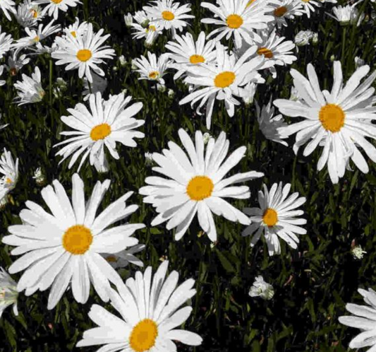 LEUCANTHEMUM x superbum Silver Princess - 9cm pot