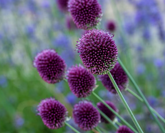 Allium sphaerocephalon - 9cm pot